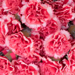 artificial carnation flowers