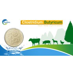 Clostridium Butyricum